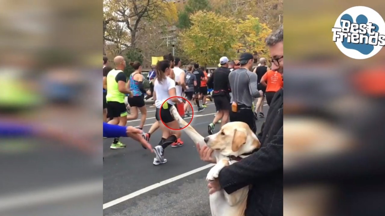 Video: Seht hier, wie herzallerliebst dieser Hund die Marathonläufer anspornt