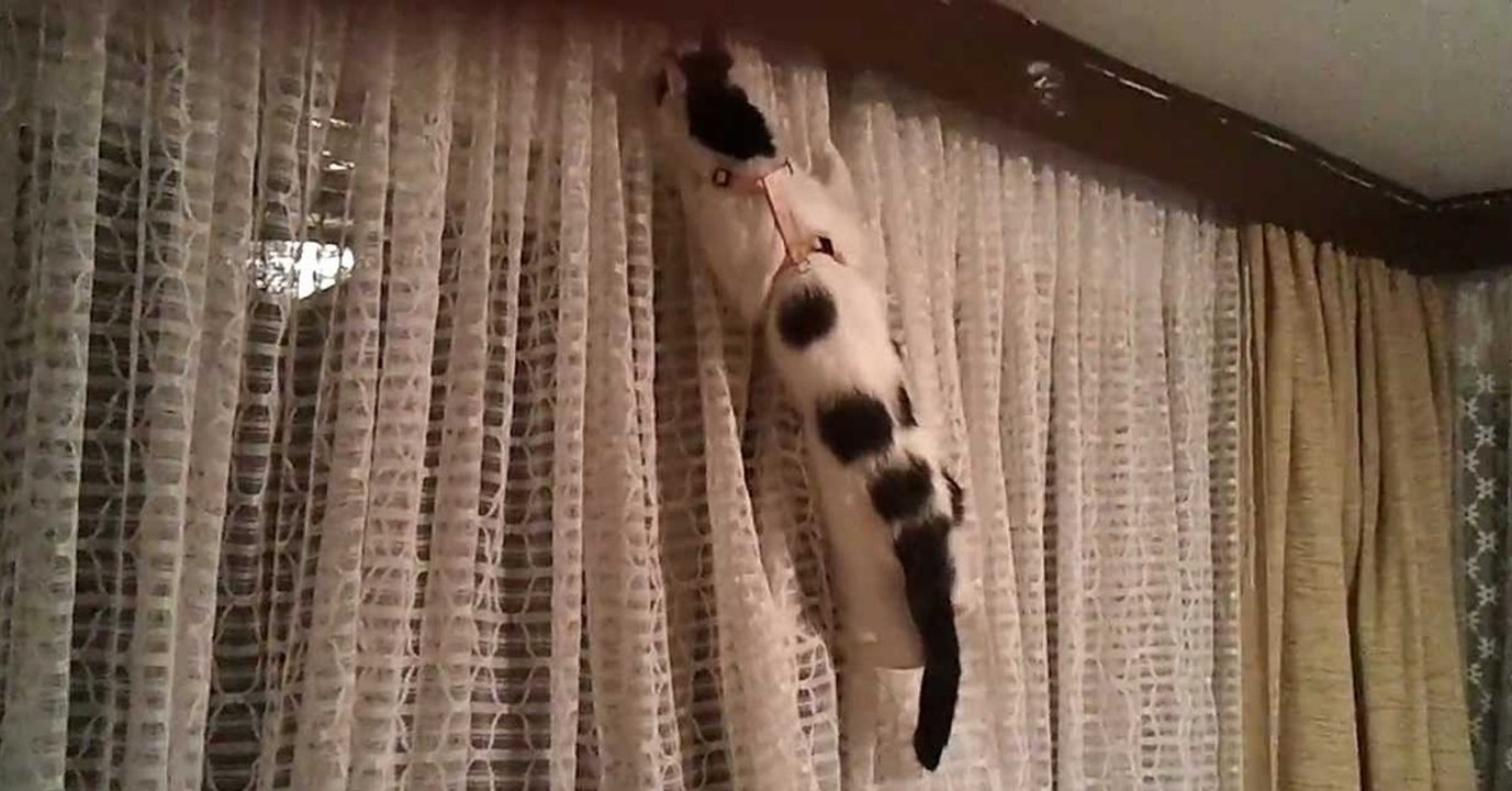 So schaffst du es, dass deine Katze nicht mehr die Gardinen hochgeht