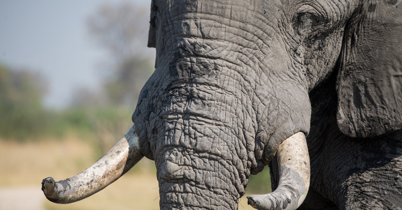 Neuer Beschluss: China trifft eine wichtige Entscheidung beim Elfenbeinhandel
