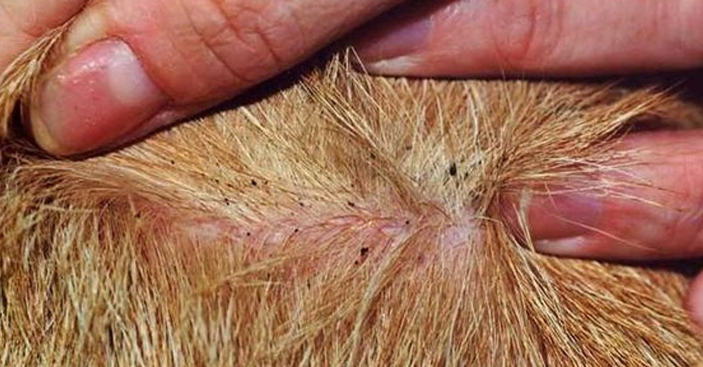 Sie trägt Aromaöl auf das Fell ihres Hundes. Die Auswirkung auf die Gesundheit von dem Vierbeiner ist riesig