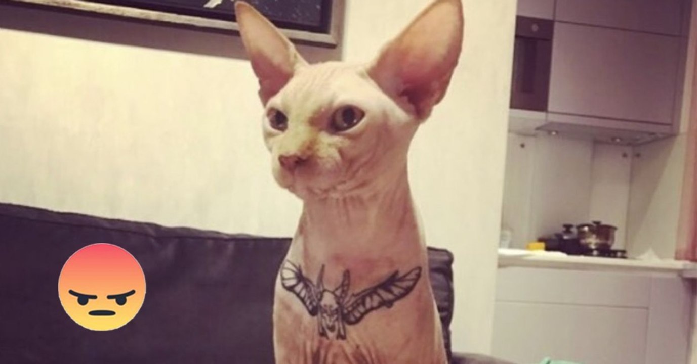 Ukrainisches Model tätowiert seine Katze. Bei den Gründen sträuben sich euch die Haare