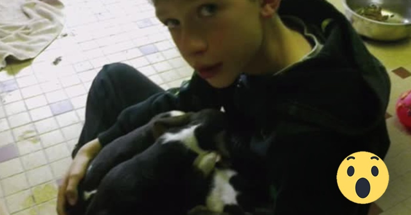 Frau wirft Welpen von der Brücke in den Fluss. Doch dann kommt ein 11-jähriger Junge.