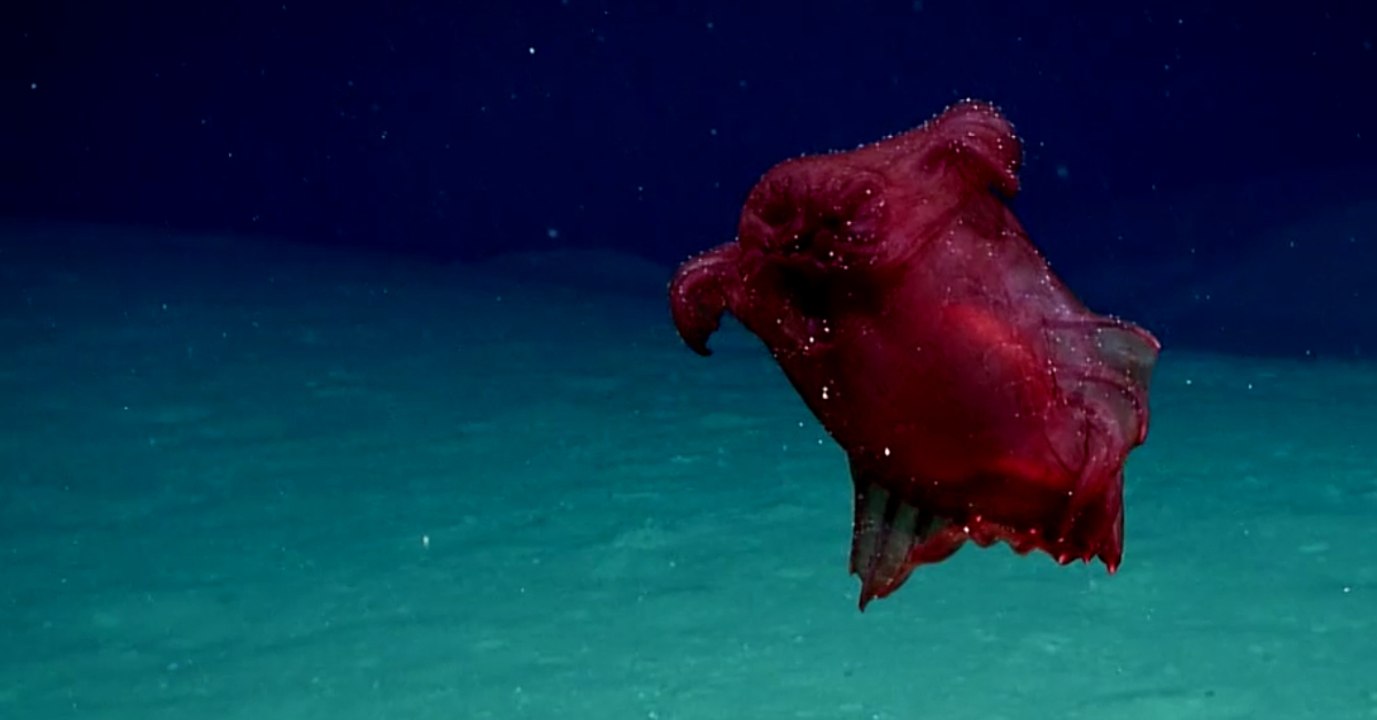 Forscher rätseln über diese seltsame Kreatur, die sie in den Tiefen des Ozeans entdeckt haben
