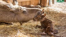 Geburt von Elch-Zwillingen ist ein Jahrtausend-Ereignis