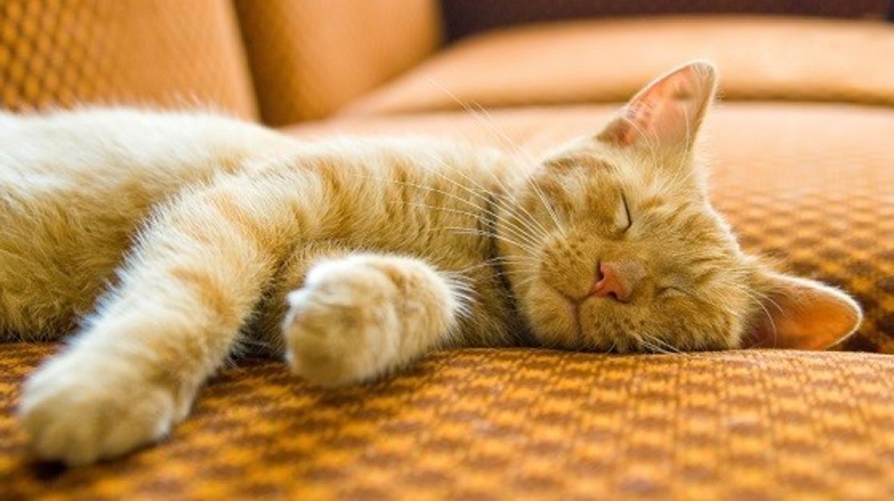 Warum und wie schnurren Katzen?