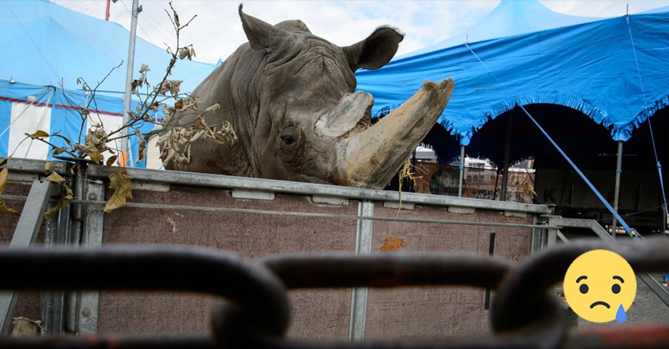 Zirkus: Gesetzesänderung zeigt Armutszeugnis für Deutschland