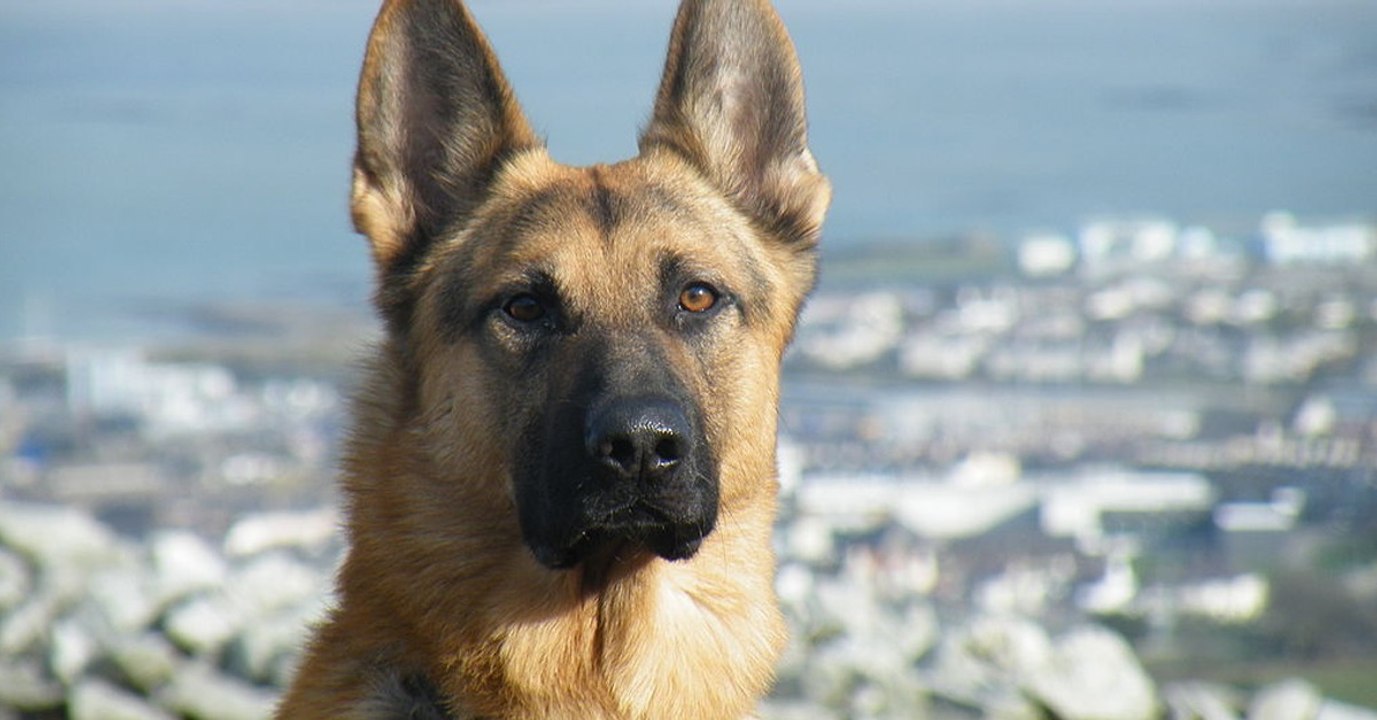 Sibirien: Polizei ermittelt nachdem Mann Schäferhund einfrieren wollte!