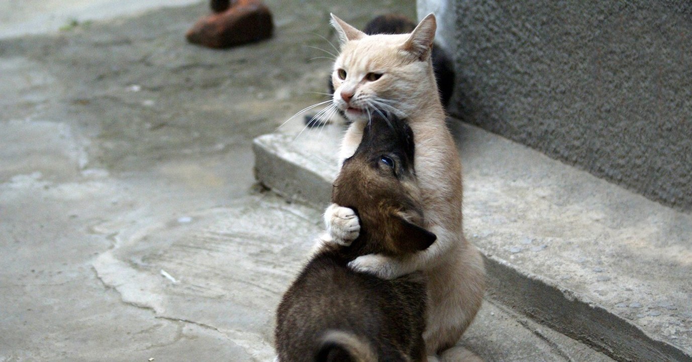 Diese Katze kann ihre Gefühle nicht zurückhalten, als ihr verlorener Hundefreund nach 10 Tagen wieder auftaucht