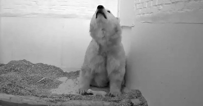 Berliner Eisbär-Dame trauert um ihr verstorbenes Baby