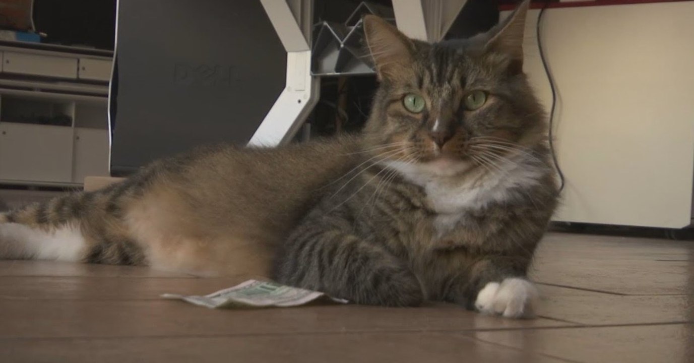 Diese Katze setzt ihre kriminelle Energie ein, um Geld für Obdachlose zu sammeln