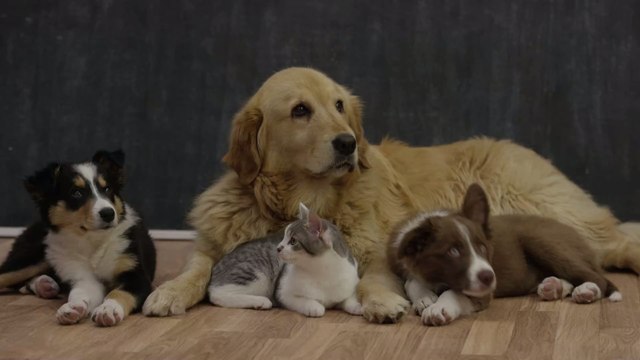 Hund oder Katze: Wissenschaftliche Studie untersucht, welches Haustier intelligenter ist