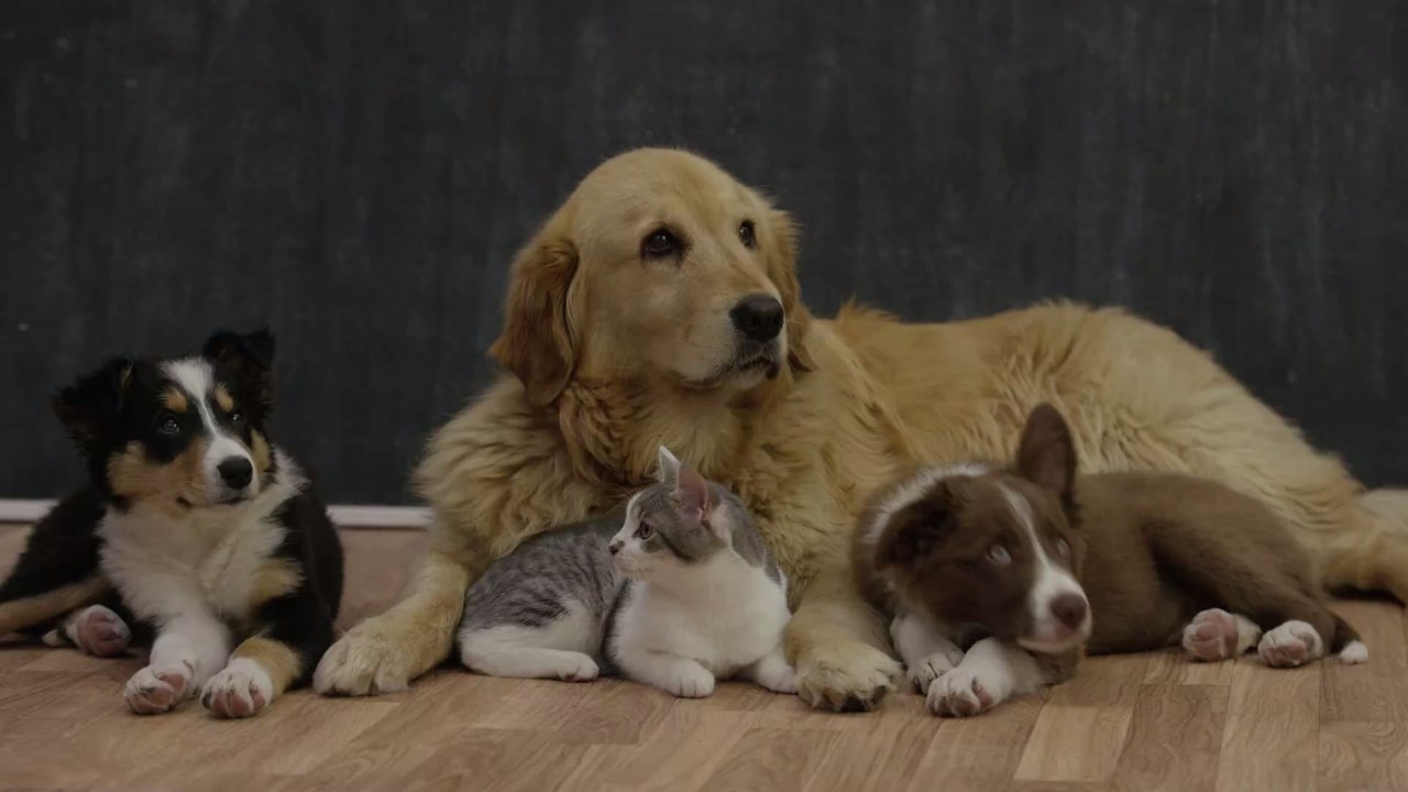 Hund oder Katze: Wissenschaftliche Studie untersucht, welches Haustier intelligenter ist