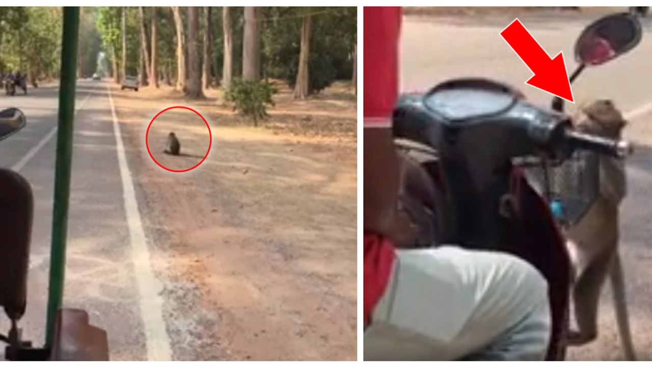 Allein am Straßenrand sitzend, wartet der verzweifelte Affe auf etwas ganz Bestimmtes