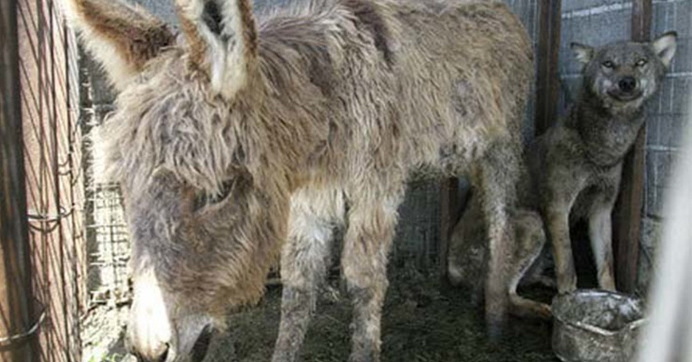 Sie werfen einen alten Esel dem hungrigen Wolf zum Fraß vor. Doch der nutzt den Esel ganz anders