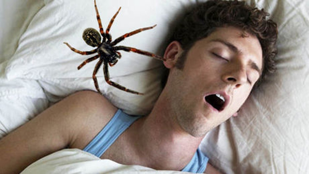 So viele Spinnen essen wir wirklich im Schlaf