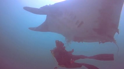 Скачать видео: Taucher retten einen gigantischen Mantarochen. Seine Dankbarkeit zeigt er auf ungewöhnliche Weise