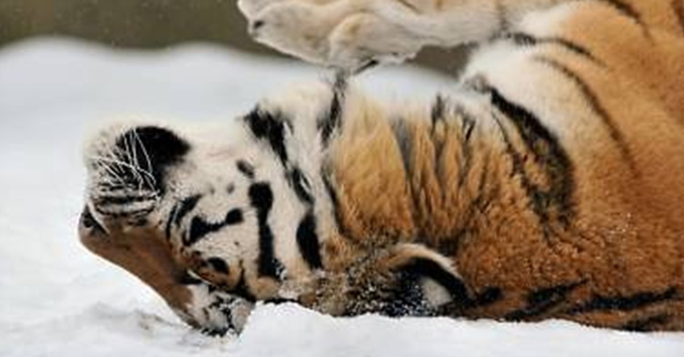 Der Zoo in Oregon musste wegen der Schneemassen schließen. Die Tiere jedoch bleiben dort!