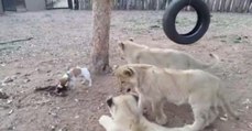 Kämpfernatur: Welpe nimmt es mit drei Löwen auf - wegen seines Essens (Video)