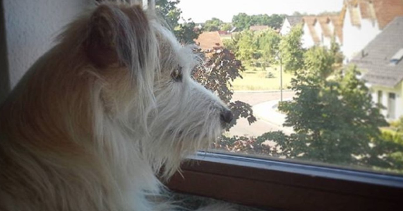 Der unsterblich verliebte Hund sitzt jeden Tag am Fenster, doch sein Schwarm ist mehr als ungewöhnlich
