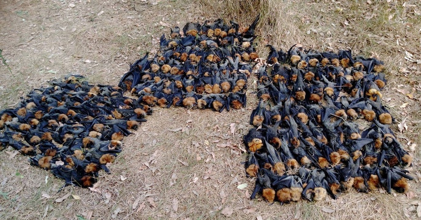 Australien: Tausende Flughunde fallen tot von den Bäumen