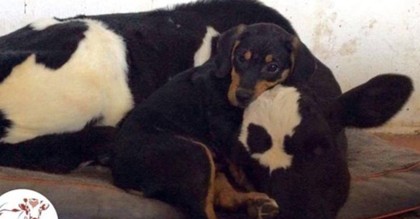 So werden ein verlassener Welpe und ein verwaistes Kalb Freunde fürs Leben