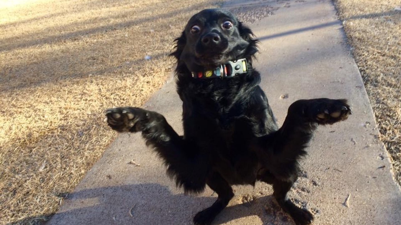 Entdecke Banana, den niedlichen krabbenartigen Hund, der nie still sitzen kann