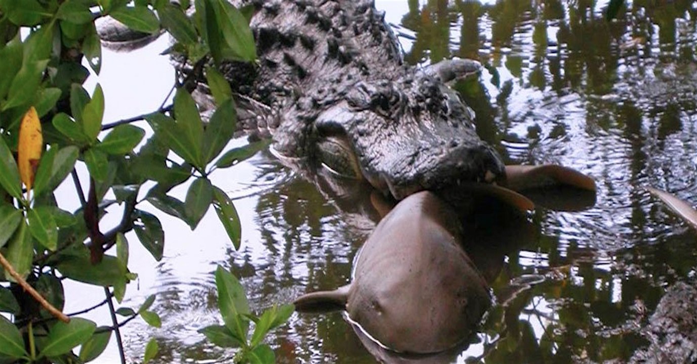 Alligator vs Hai: Es ist alles eine Frage der Größe!