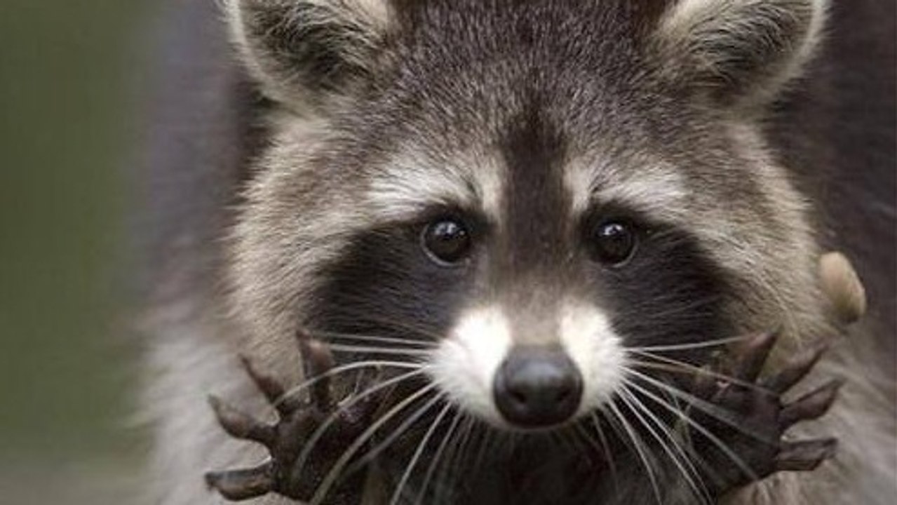 Ein niedlicher Waschbär entpuppt sich als gemeiner Räuber