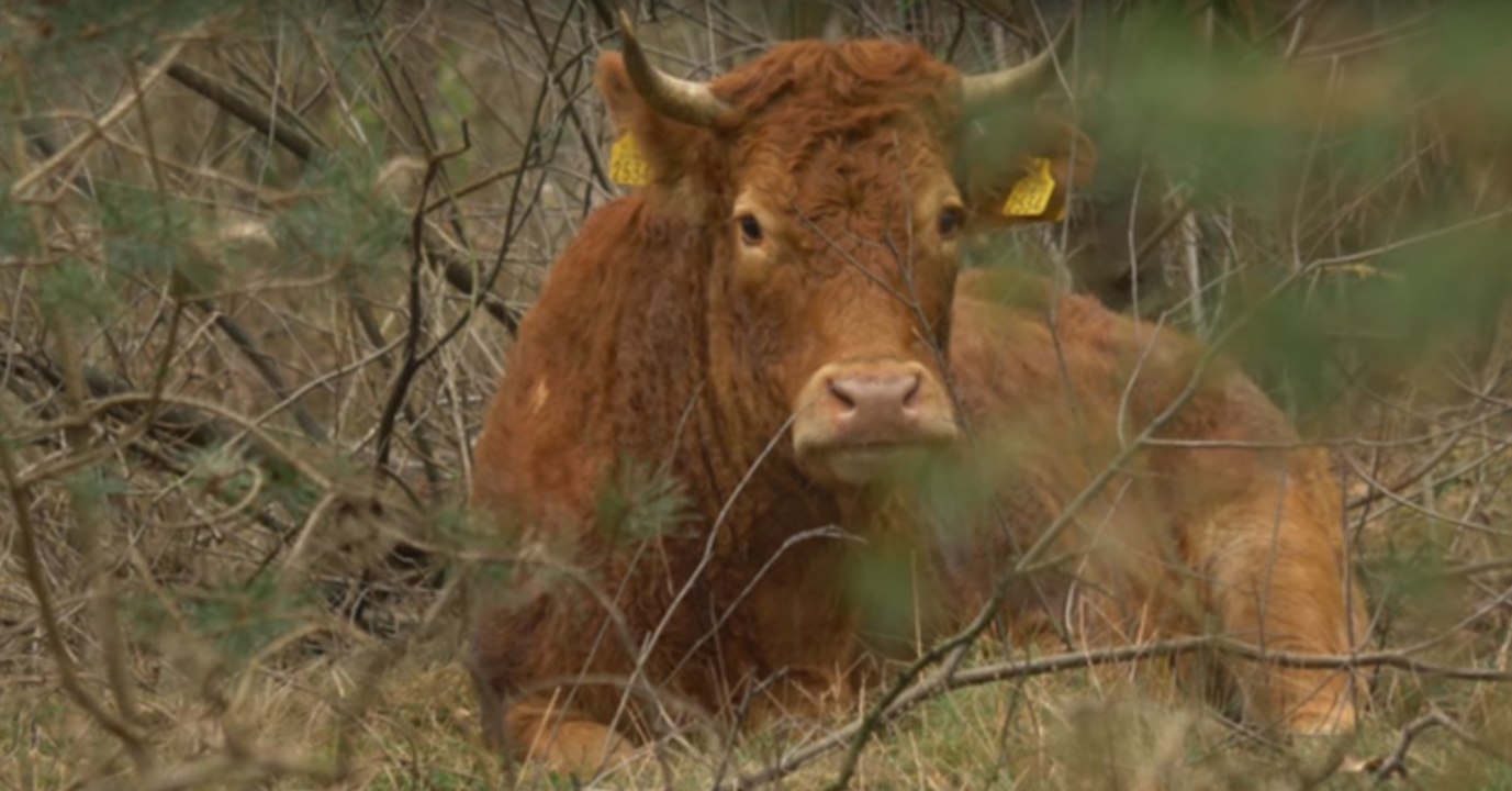 Kuh flüchtet vor dem Schlachthof