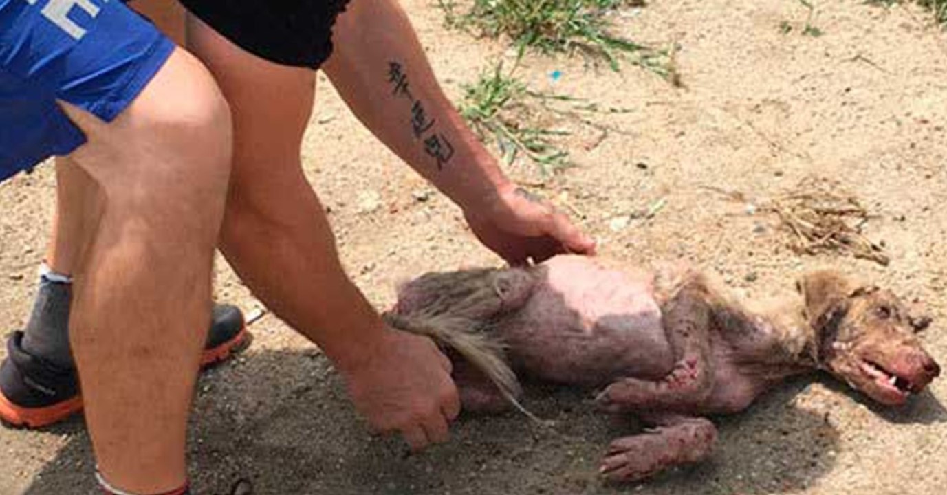 Dieser Hund winselt und wimmert bei der kleinsten Berührung