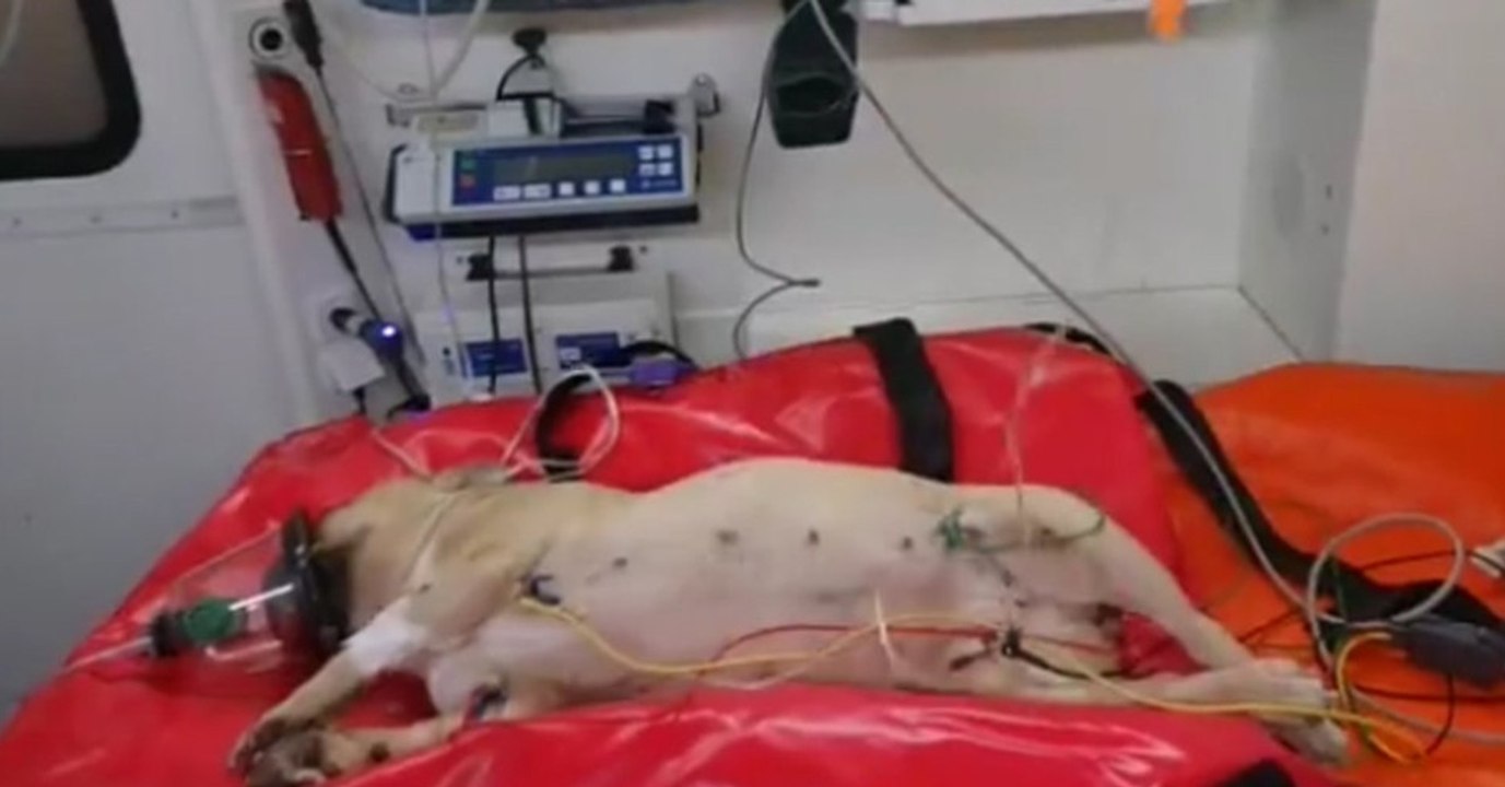 Syrer wirft Hund aus dem 3. Stock. Jetzt ermittelt die bayrische Polizei.