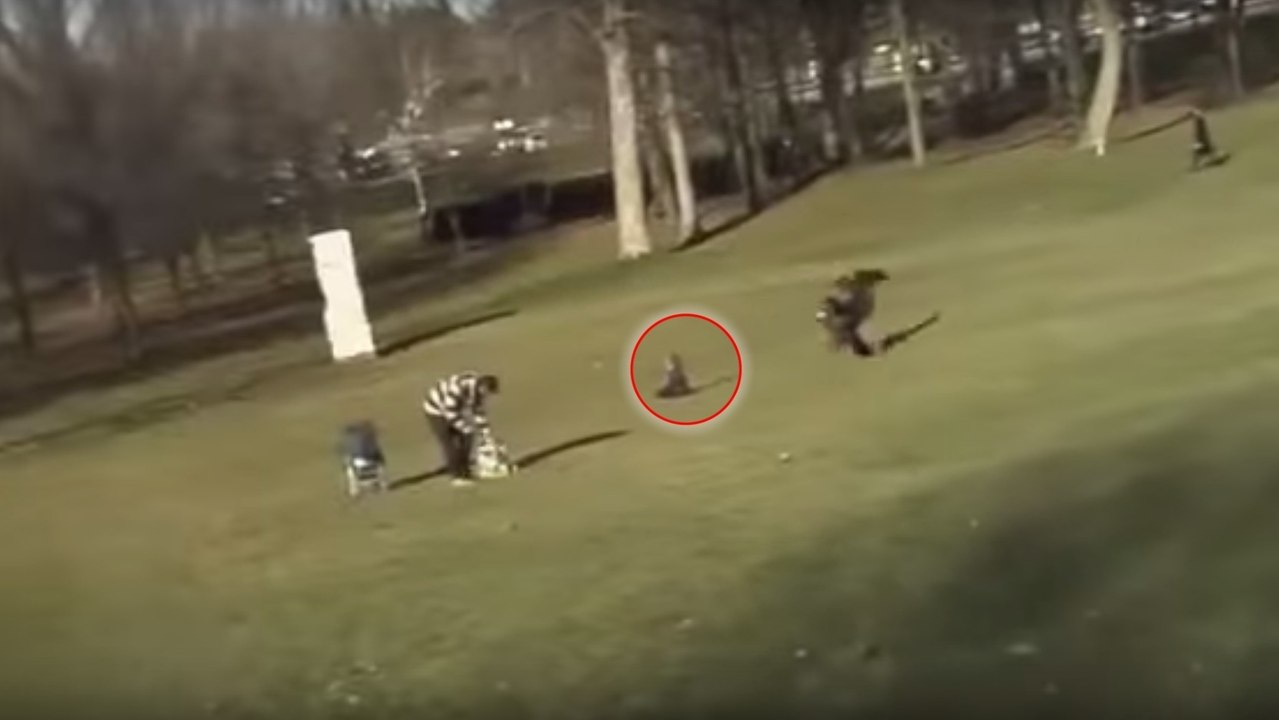 Ein Steinadler stürzt sich auf ein Kind und hebt es in die Luft
