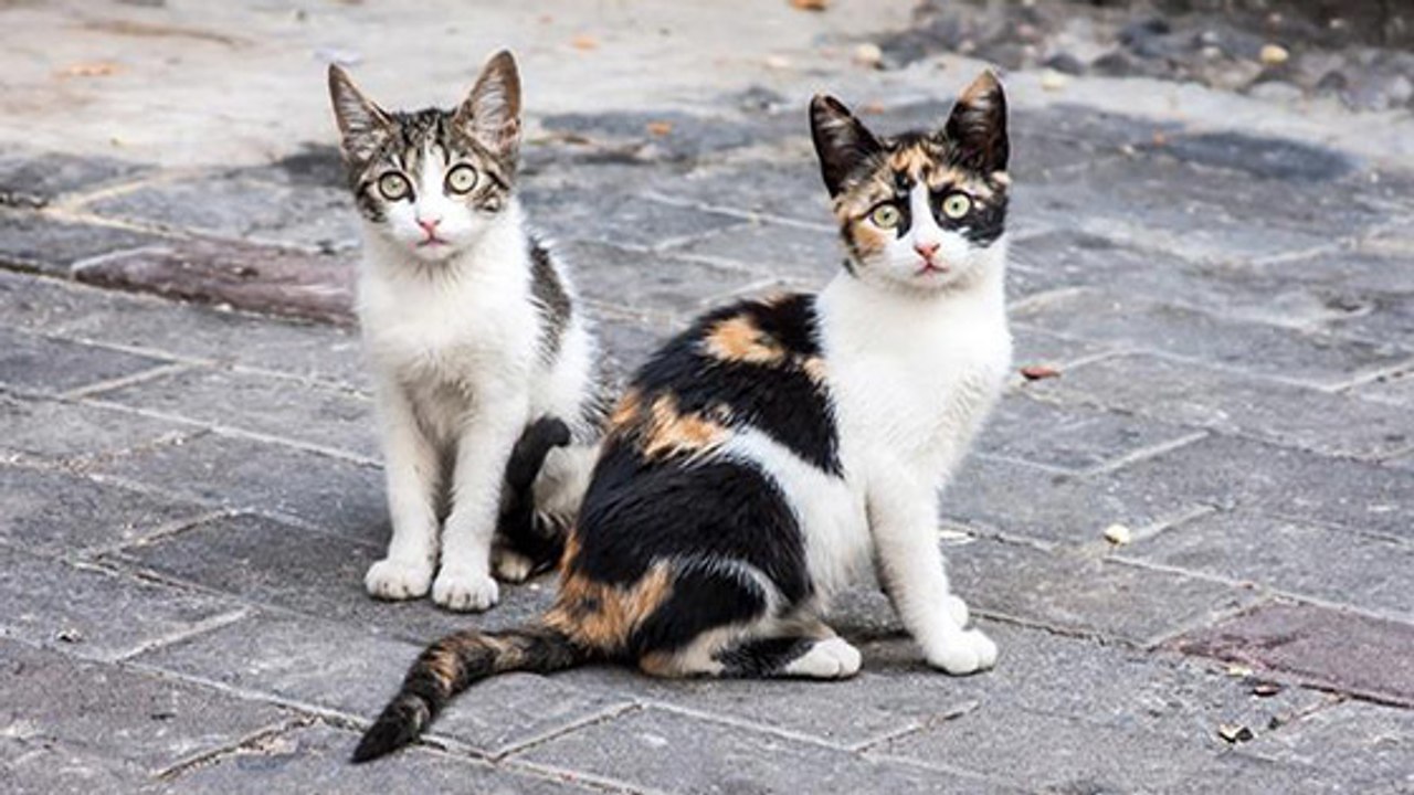 Neues Gesetz zur Sterilisationspflicht betrifft alle Katzenhalter und ihre Katzen