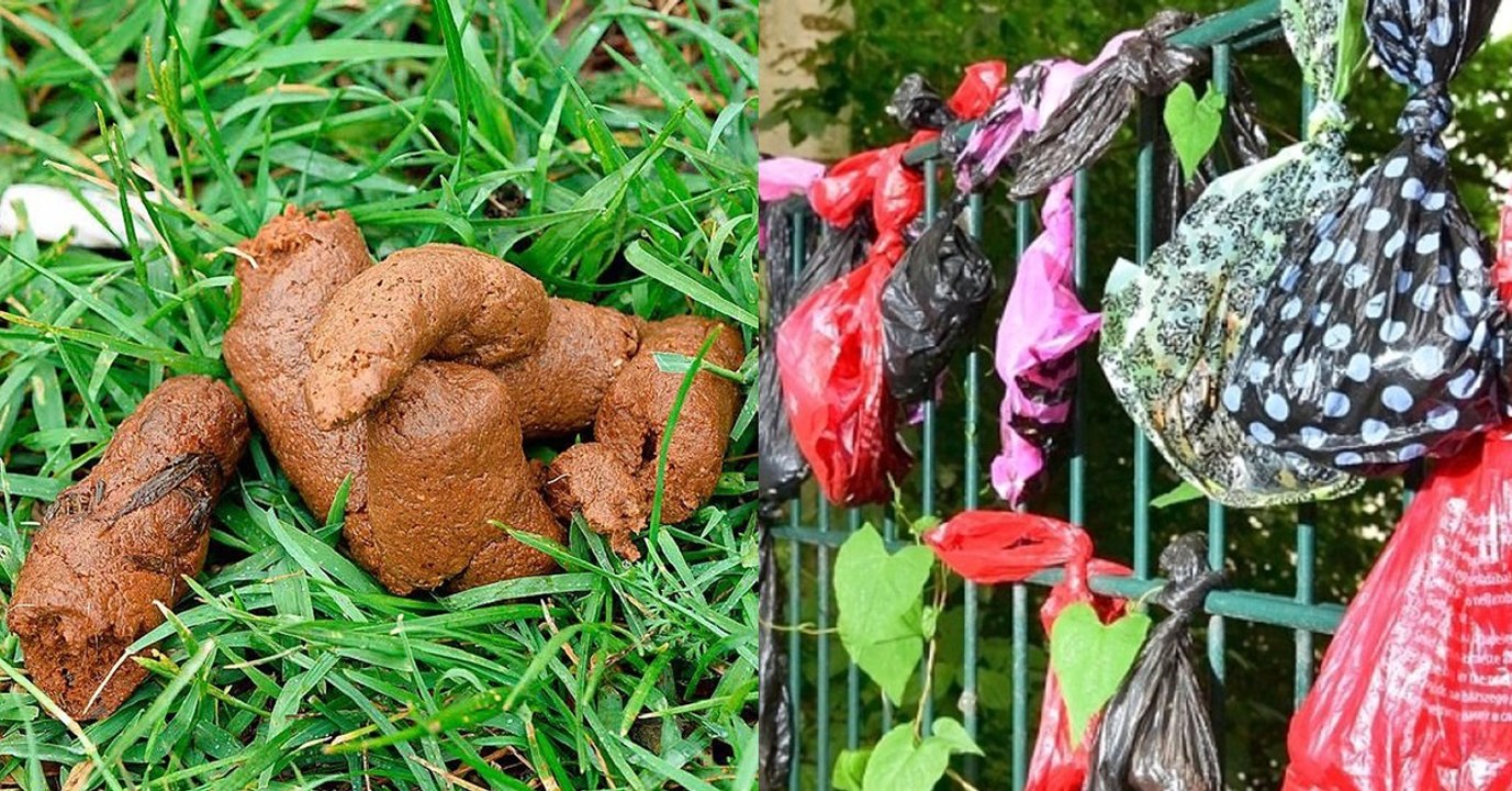 Hundekot in plastikbeuteln an bäumen und zäunen: das steckt dahinter