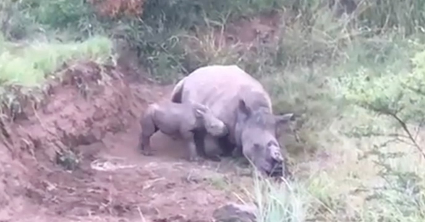 Tragisches Video zeigt kleines Nashorn, das neben seiner getöteten Mutter umherirrt