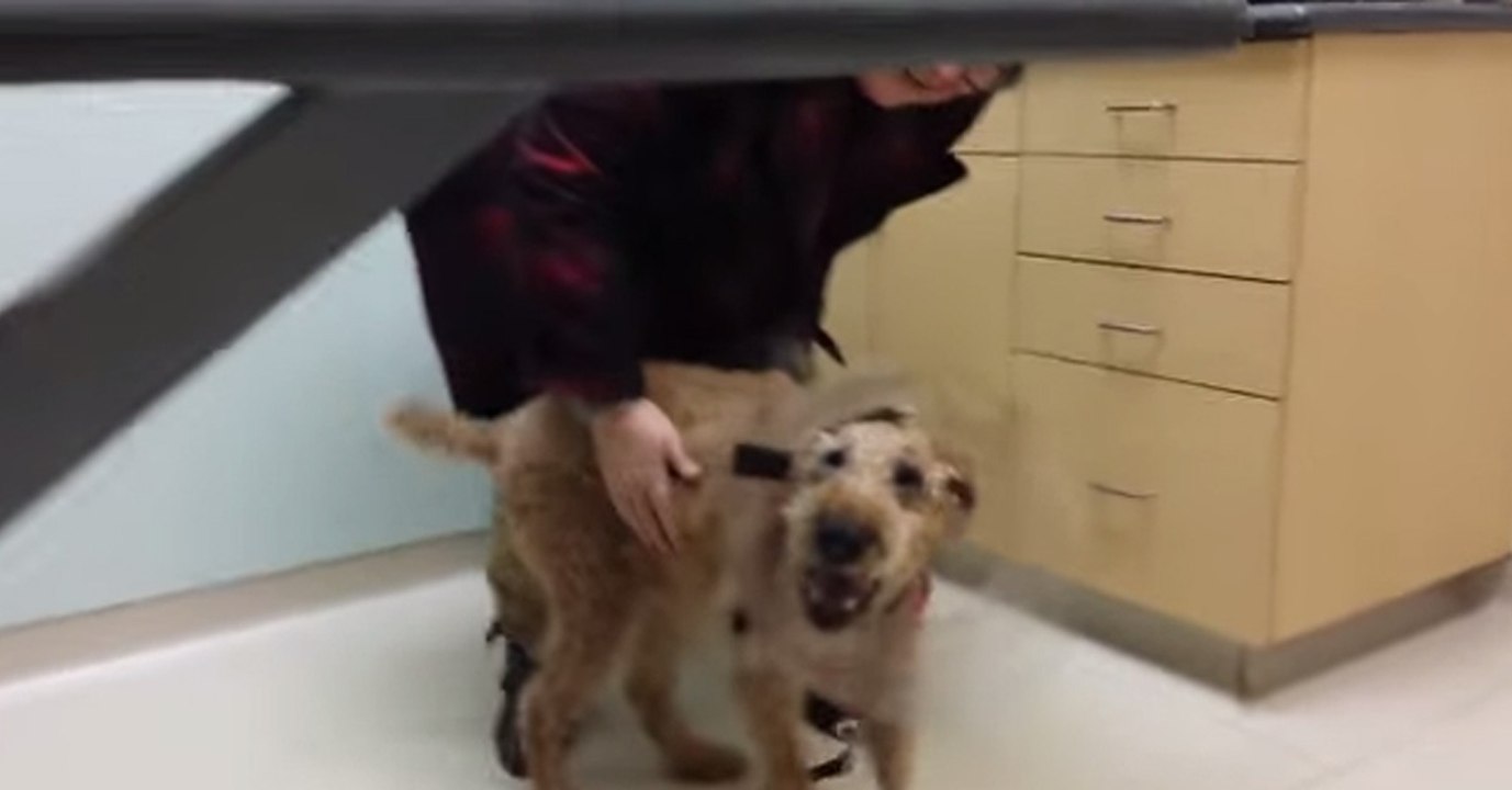 Nach einer geglückten Augen-Operation sieht der Hund zum ersten Mal seine Familie