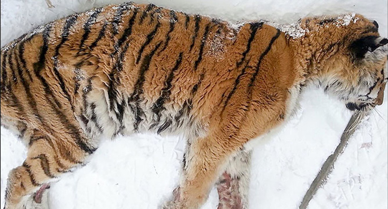 Sibirische Tigerin sucht Hilfe bei Menschen
