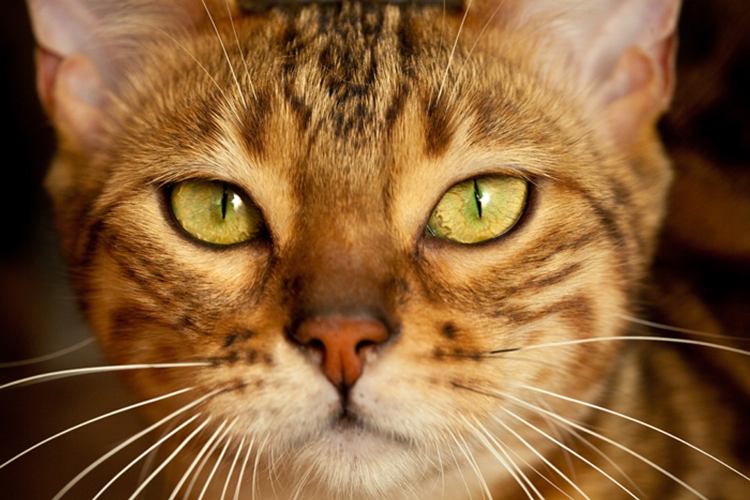 Diese Details über die Schnurrhaare deiner Katze solltest du kennen