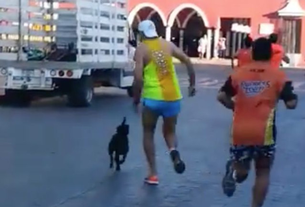 Valladolid-Marathon: Läufer tritt Hund brutal und muss sich entschuldigen