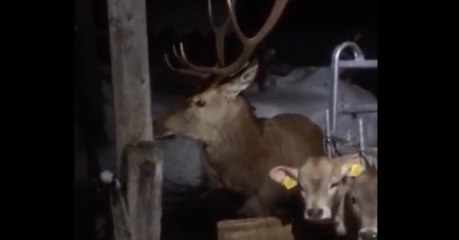 Wilde Hirsche dringen in Stall ein und werden gejagt
