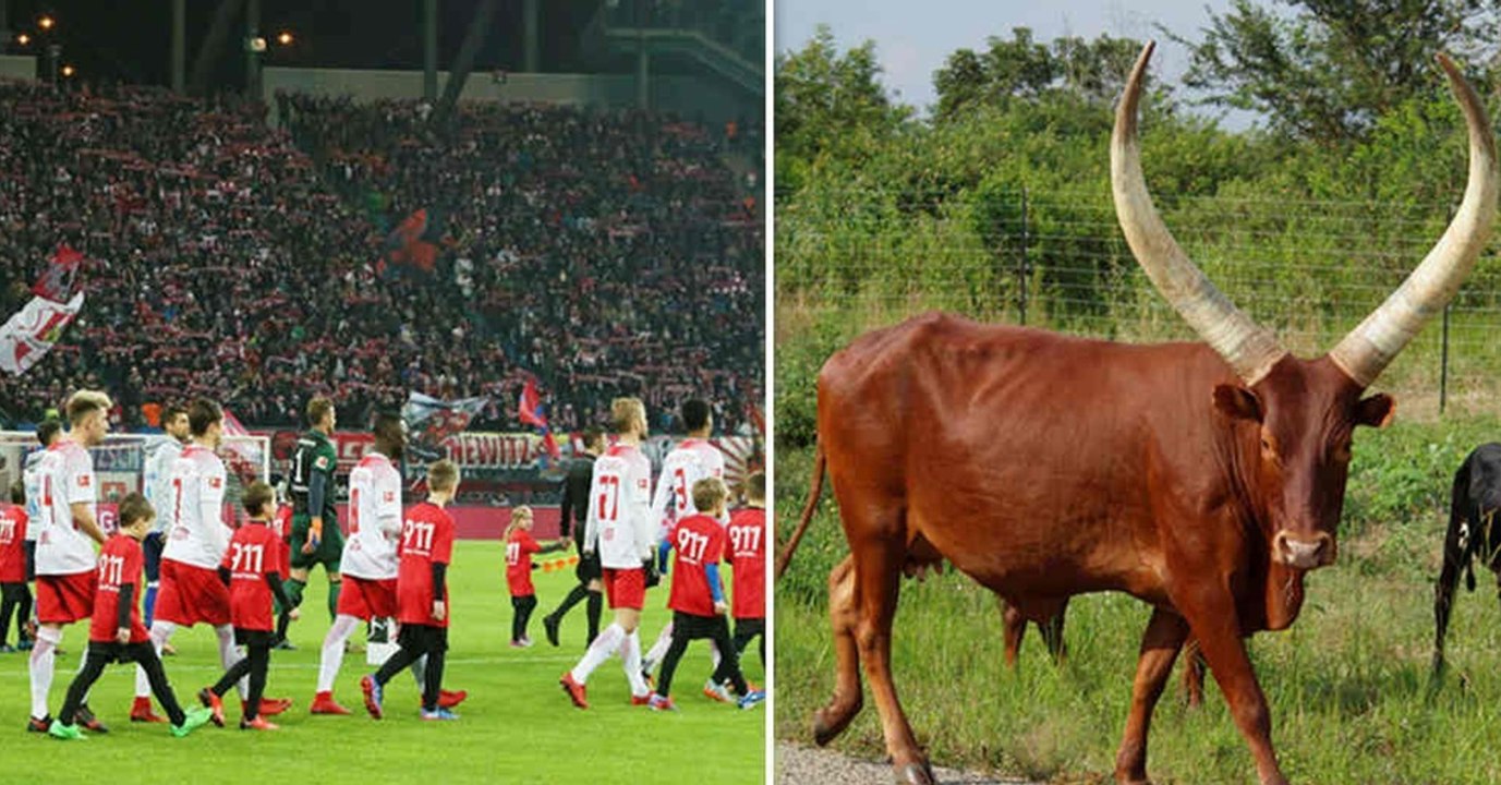 Watussi-Rind wird Fußball-Maskottchen