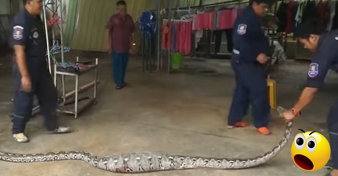 Eine gigantische Python würgt es einfach wieder heraus!
