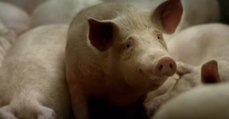 Gummibärchen-Herstellung: Am Anfang war das Schwein