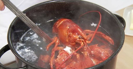 Neues Gesetz: Das soll mit Hummern passieren, bevor sie im Kochtopf landen