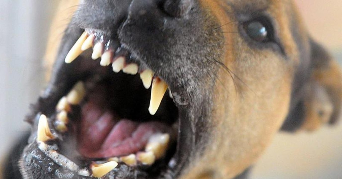 Eine Frau nutzt ihren Hund für einen rassistischen Angriff