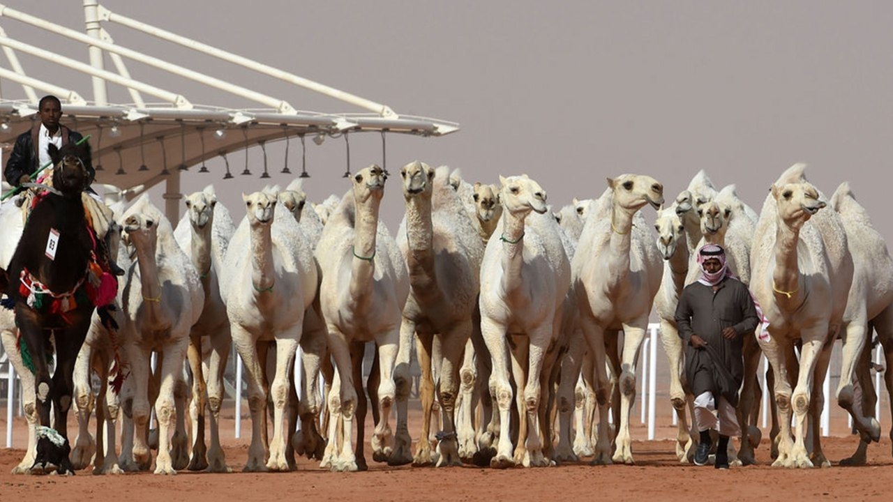 König-Abdulaziz-Kamel-Festival in Riad (Saudi-Arabien): Kamele bei Schönheitswettbewerb disqualifiziert