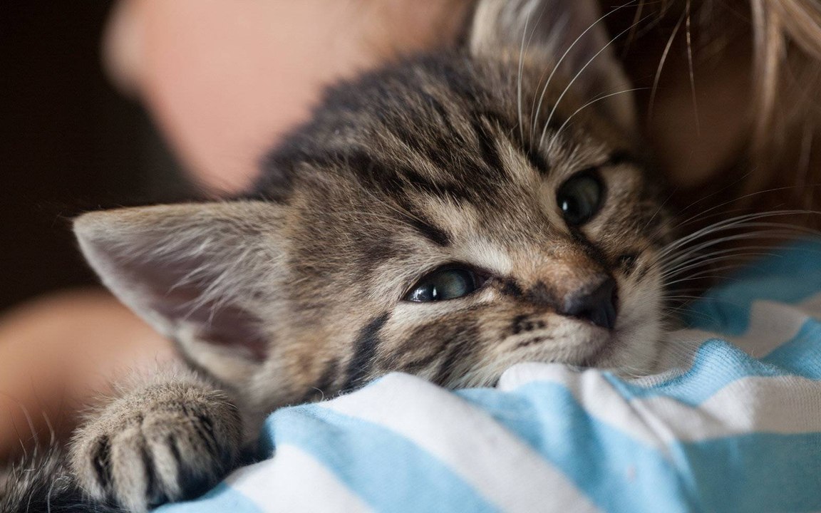 Just Cats: Irische Katzenklinik sucht Katzenstreichler