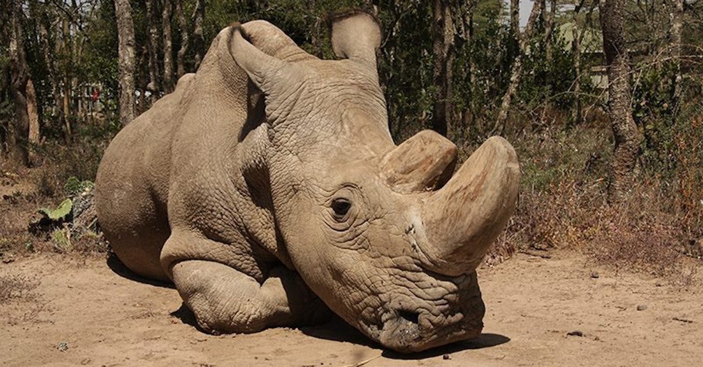 Sudan, letzter Nördlicher Breitmaulnashorn-Bulle ist tot