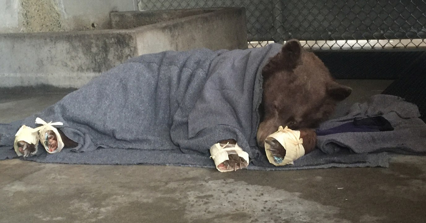 Tierschützer retten Bären mit starken Verbrennungen aus Waldbränden