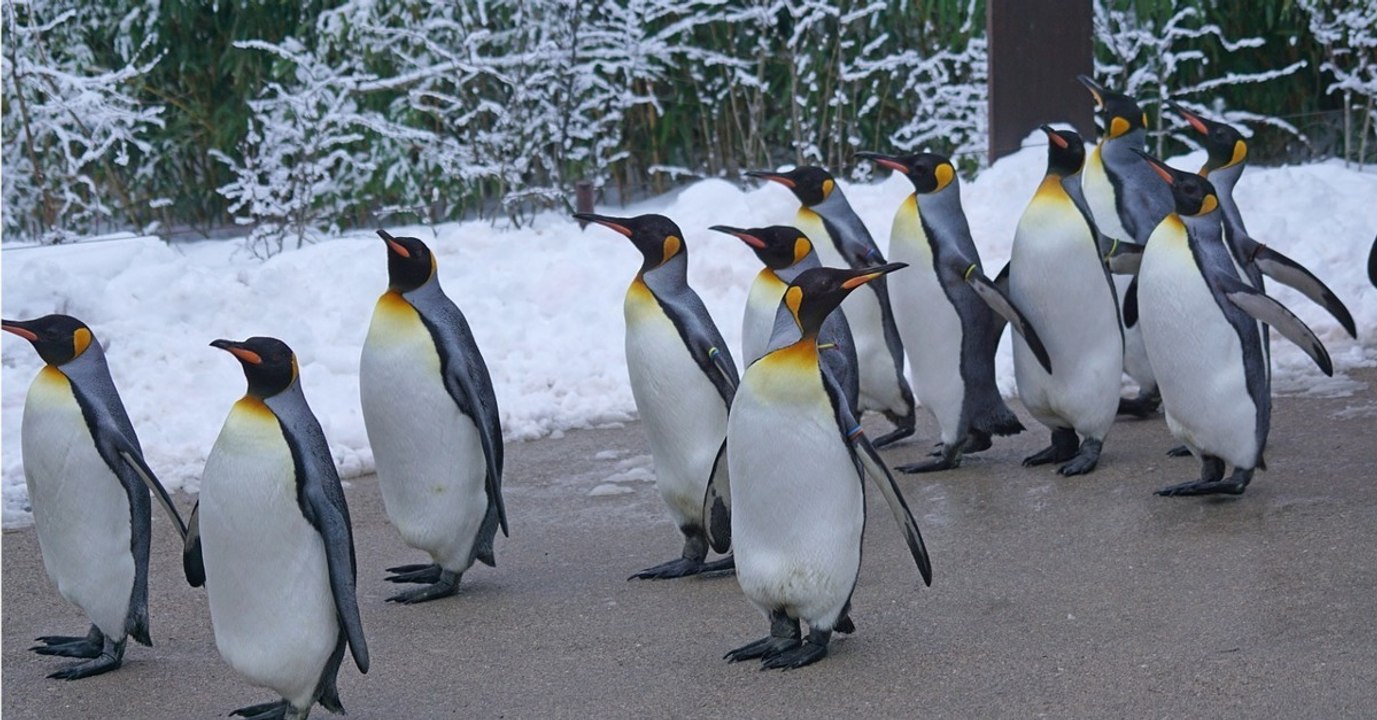 Zoo von Calgary (Kanada): Pinguine leiden unter Kältewelle